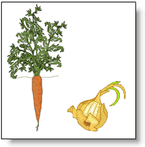 picture of a carrot and an onion.